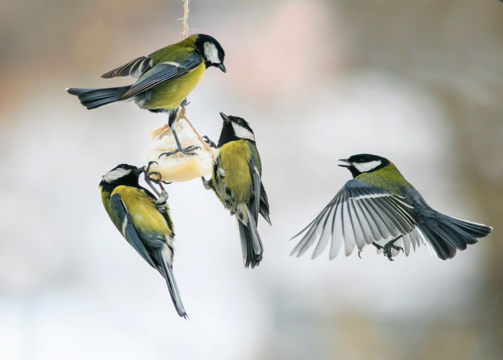 Mehrere Kohlmeisen sammeln sich an einem haengenden Meisenknoedelhalter und fressen gemeinsam im winterlichen Garten.